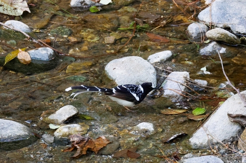 Spotted Forktail (Enicurus maculatus), photo 4