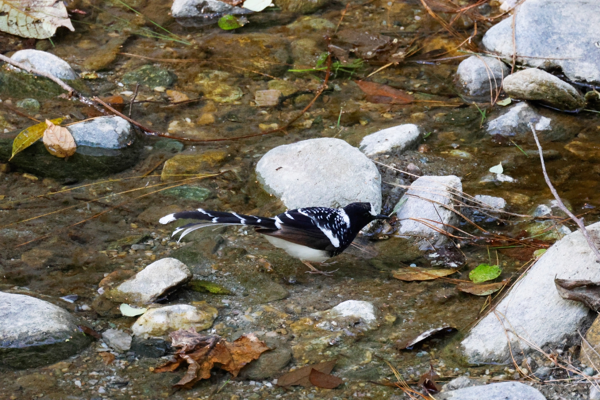 Spotted Forktail (Enicurus maculatus), photo 4