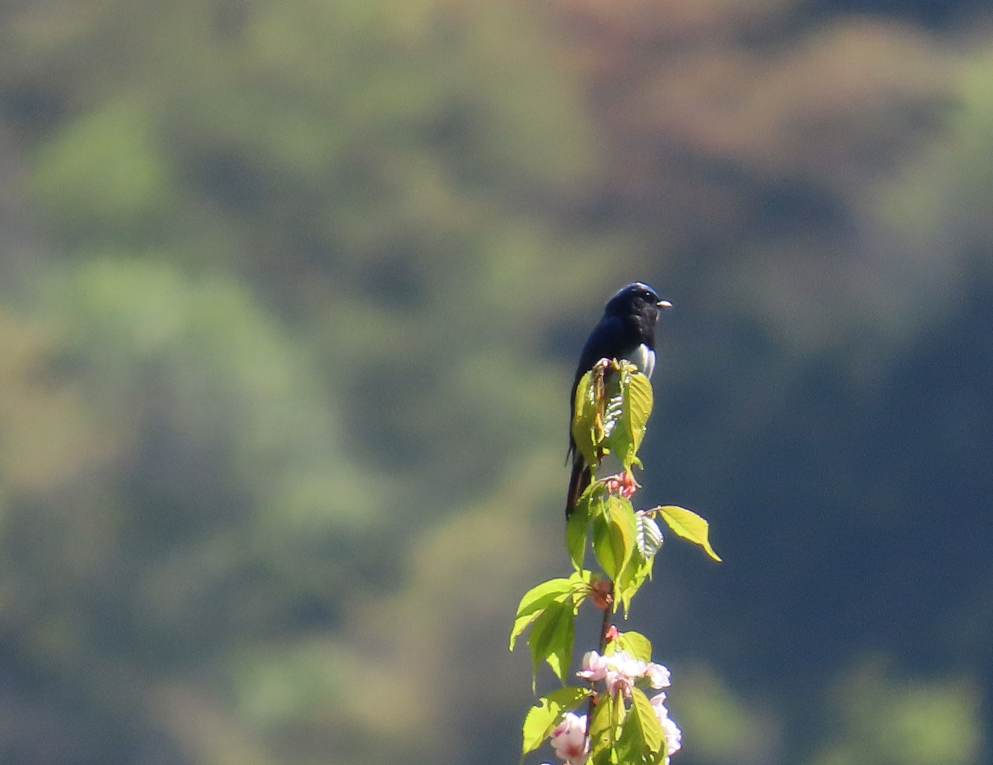 Blue-and-white Flycatcher (Cyanoptila cyanomelana), photo 9