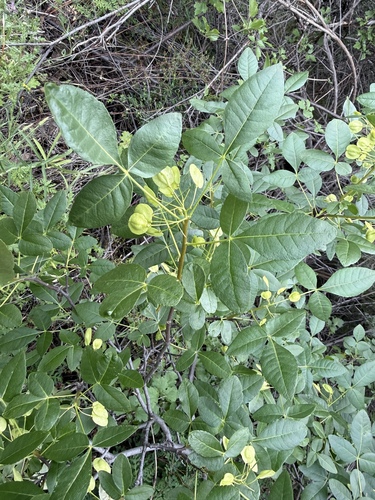 Ptelea crenulata, photograph 5