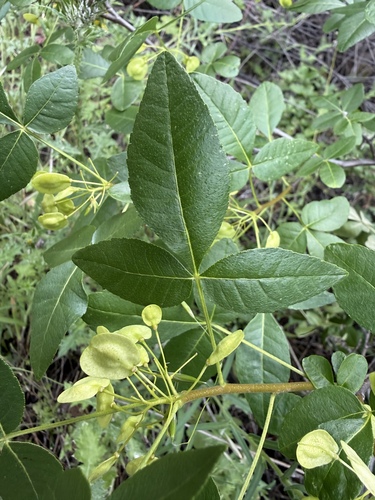 Ptelea crenulata, photograph 3