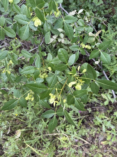 Ptelea crenulata, photograph 6