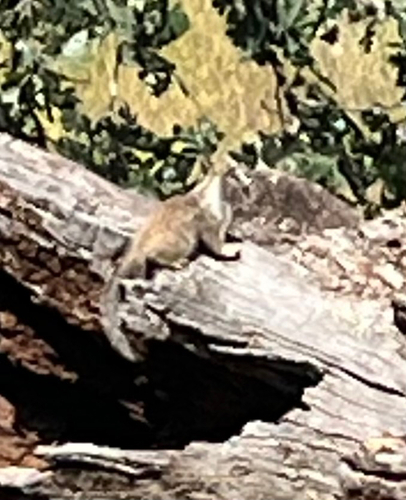 iNaturalist observation photo of California Ground Squirrel