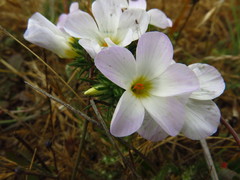 Leptosiphon grandiflorus
