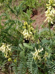 Astragalus curtipes