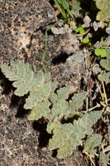 Myriopteris parryi image