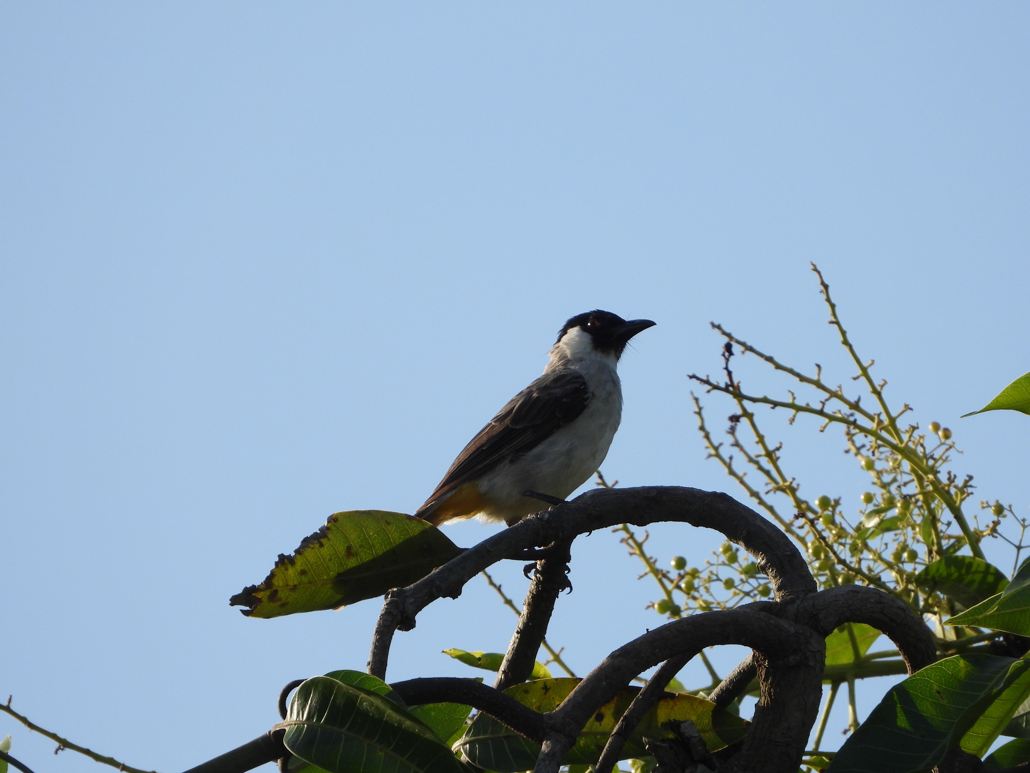 Pied Triller (Lalage nigra), photo 10