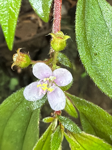 Centradenia inaequilateralis, photograph 1