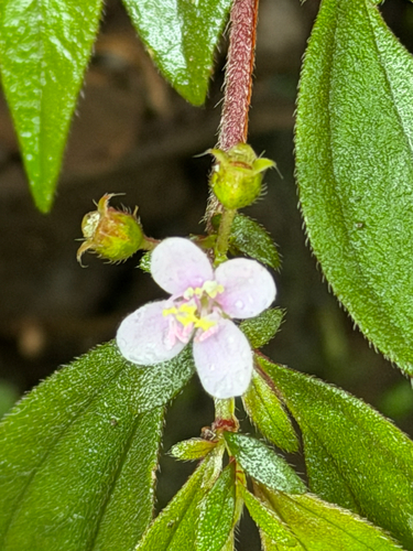 Centradenia inaequilateralis, photograph 2