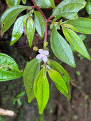 Centradenia inaequilateralis, photograph (c) Aaron Liston, some rights reserved (CC BY)