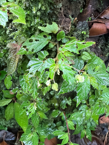 Begonia semiovata, photograph 2