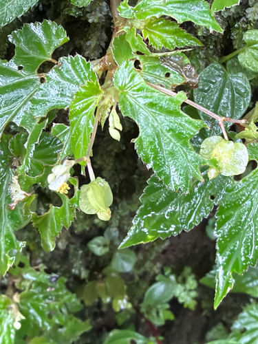 Begonia semiovata
