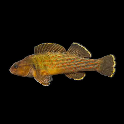 Bluebreast darter