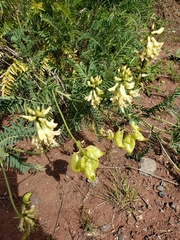 Astragalus curtipes