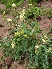 Astragalus curtipes