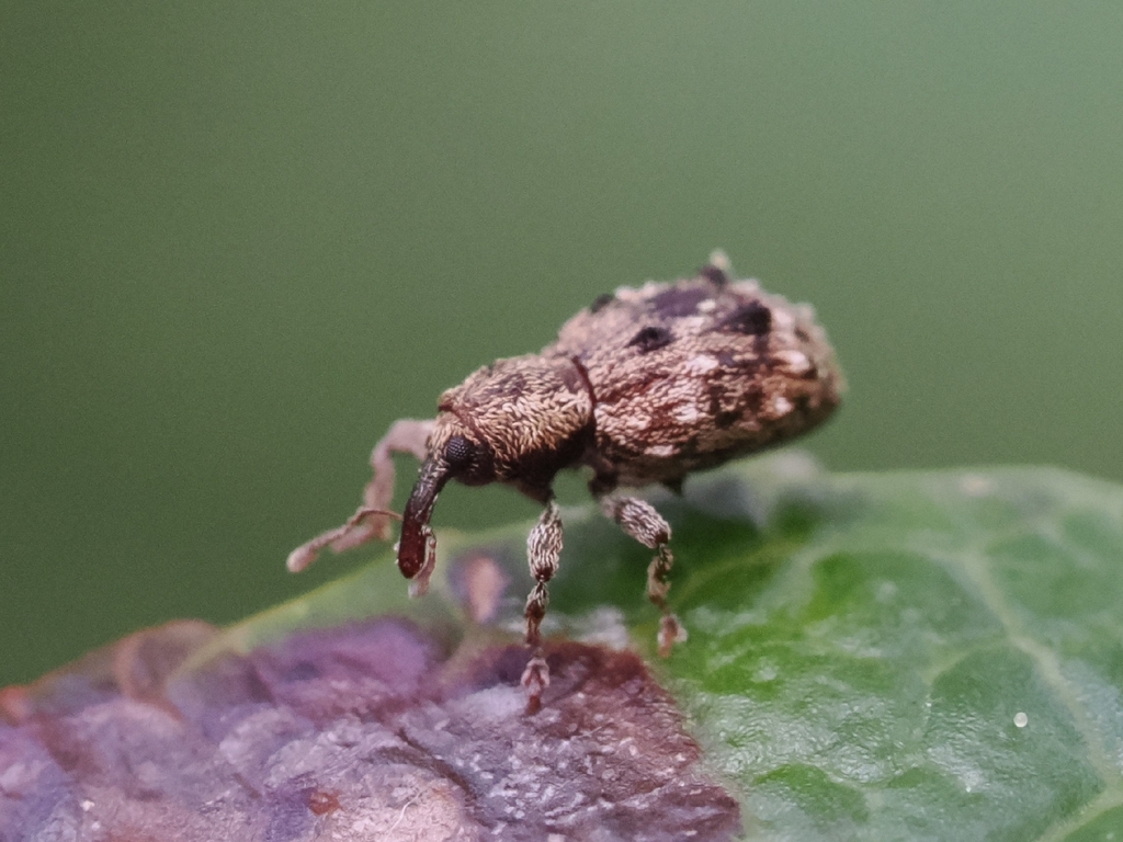 Sthereus quadrituberculatus