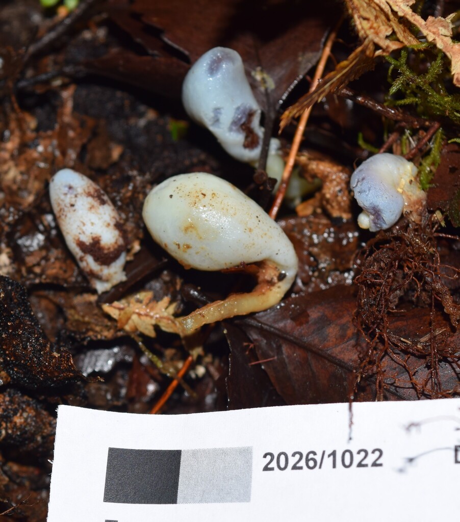 Clavogaster virescens · April 2026 · photo: © davidwhyte (iNaturalist, cc-by-sa)