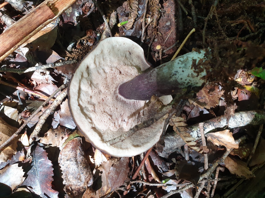 Tylopilus formosus · April 2026 · photo: © samlasham (iNaturalist, cc0)