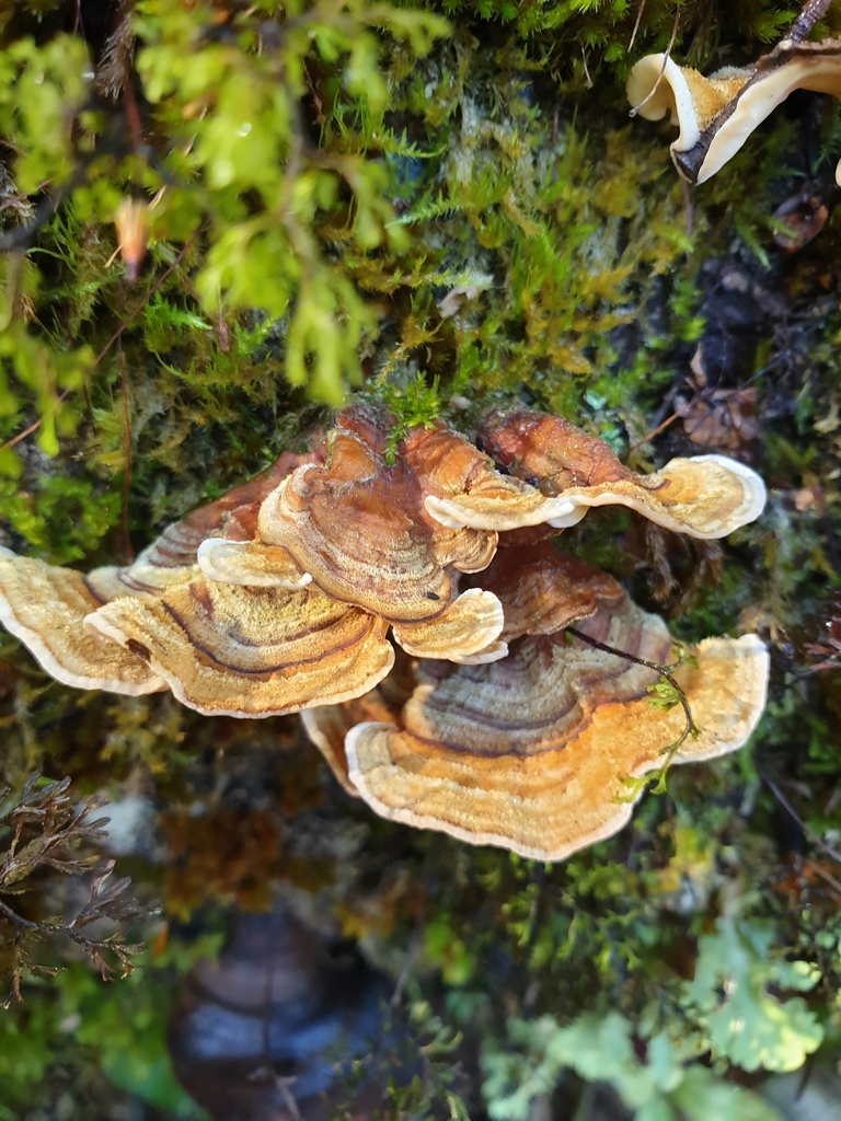 Stereum ostrea · April 2026 · photo: © samlasham (iNaturalist, cc0)