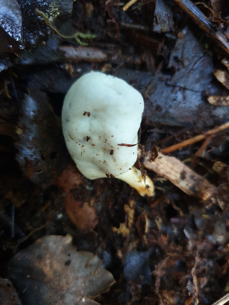 Clavogaster virescens · April 2026 · photo: © samlasham (iNaturalist, cc0)