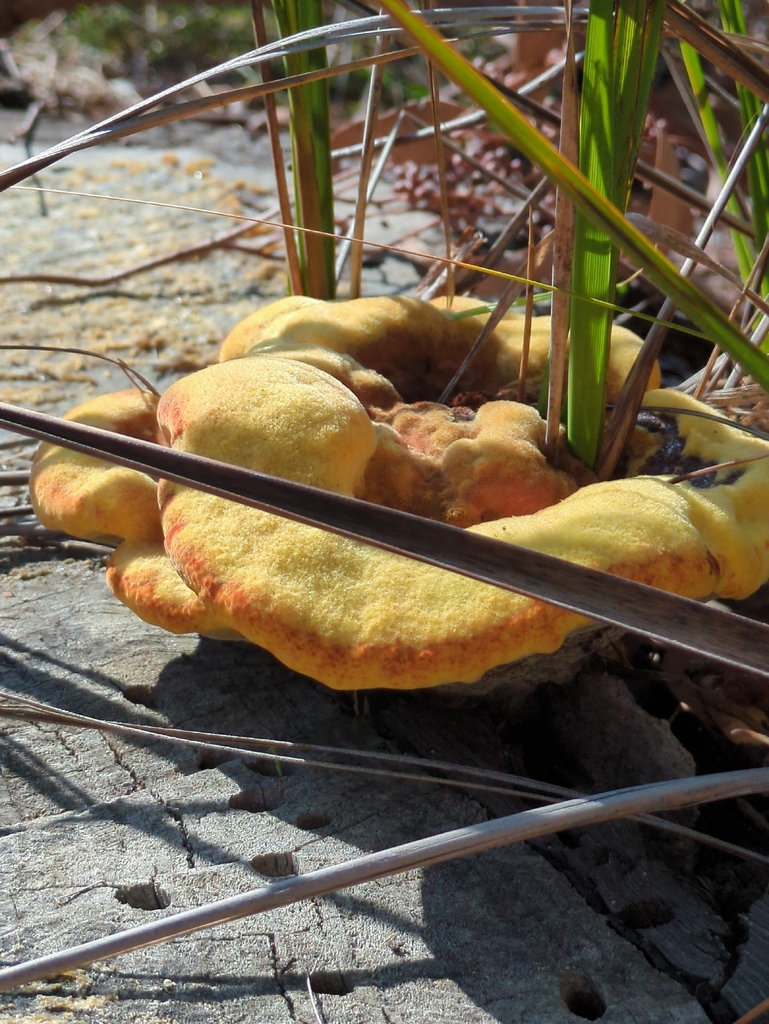 Phaeolus schweinitzii · April 2026 · photo: © bbdown (iNaturalist, cc0)