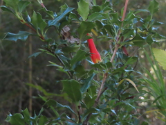 Desfontainia fulgens, photograph (c) Eric Schmidt, some rights reserved (CC BY)