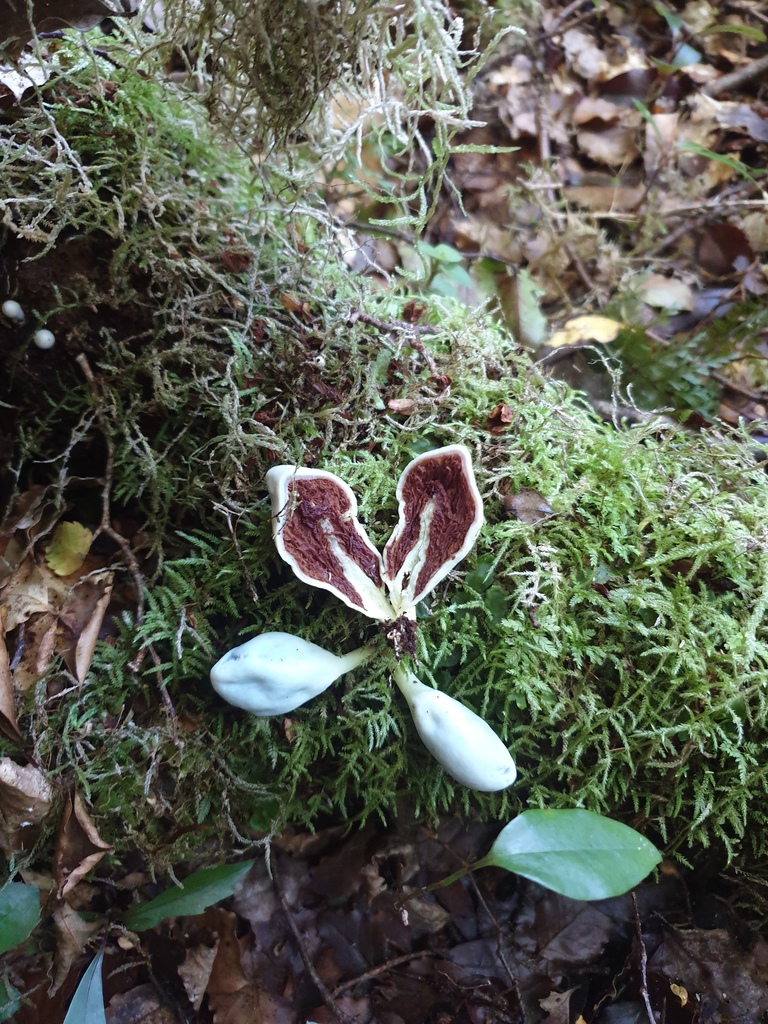 Clavogaster virescens · April 2026 · photo: © samlasham (iNaturalist, cc0)