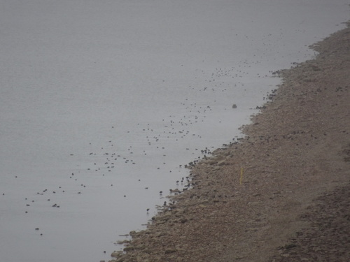 American Coot photographed in Kansas