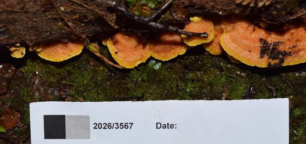 Flaviporus brownii · April 2026 · photo: © davidwhyte (iNaturalist, cc-by-sa)