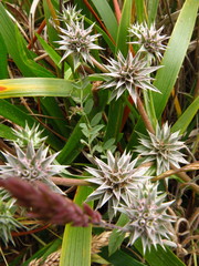 Eryngium armatum