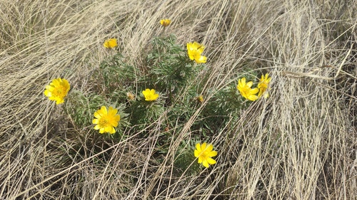 Adonis villosa, photograph 2