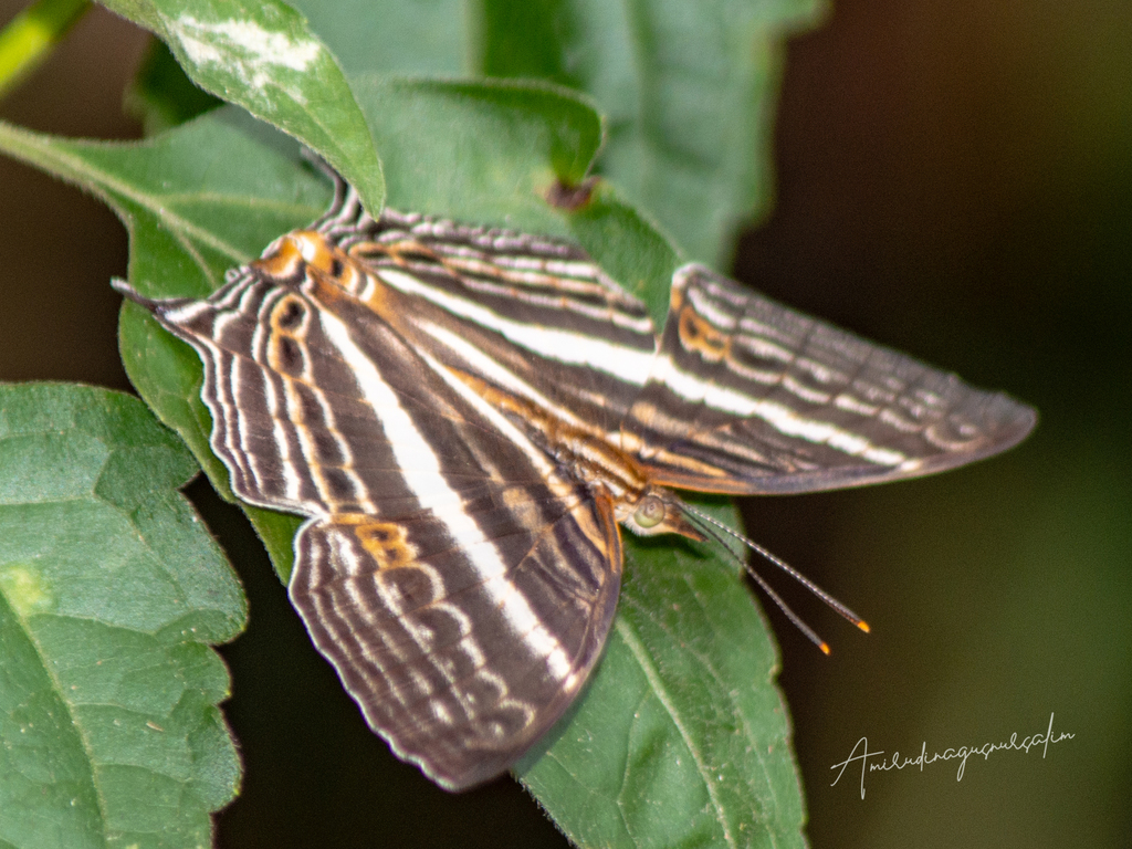 Cyrestis heracles (Cyrestis heracles)