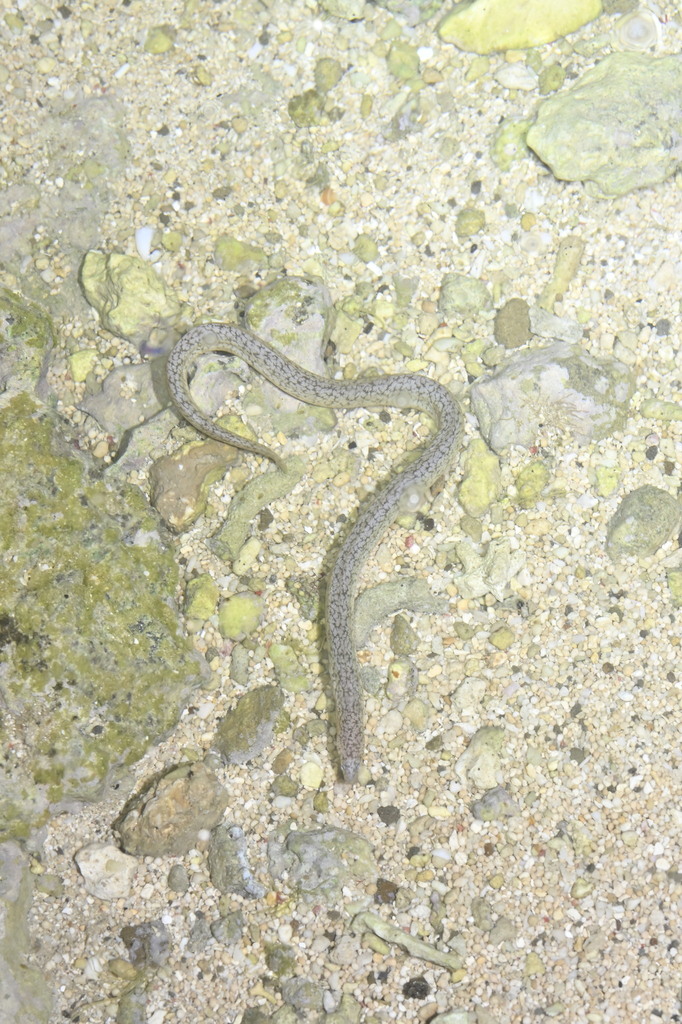 Shortfinned Reef-eel