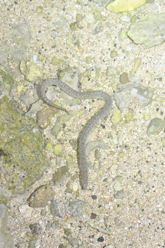 Shortfinned Reef-eel