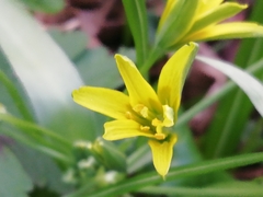 Gagea lutea