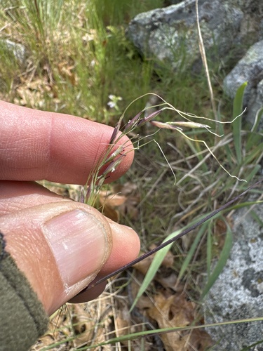Eriocoma lemmonii, 2026-04-22