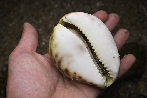 tiger cowrie