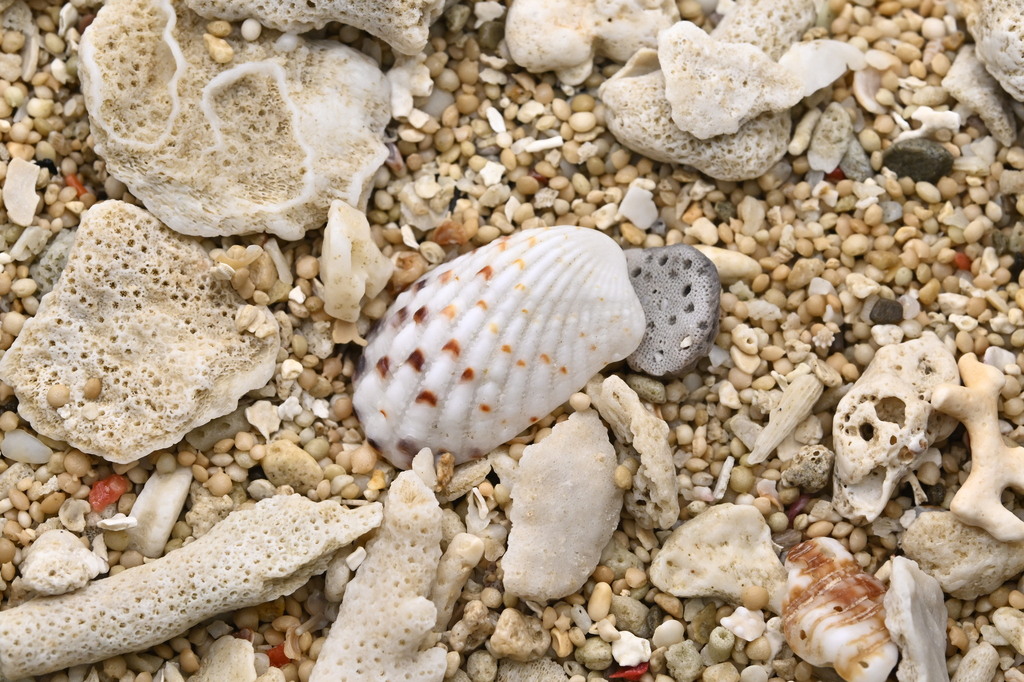 Rectangular false cockle