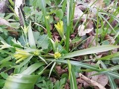 Gagea lutea