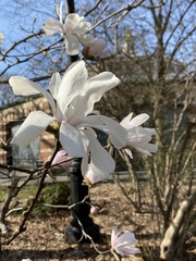 Magnolia