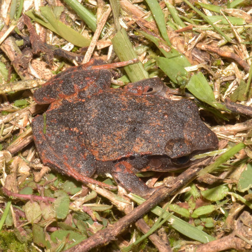 John Crow Yellow-bellied Frog, Eleutherodactylus pentasyringos
