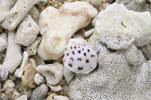 Spondylus nicobaricus observed 2026-03-20