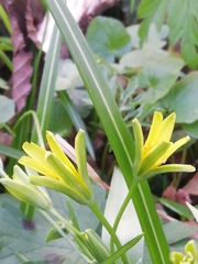 Gagea lutea