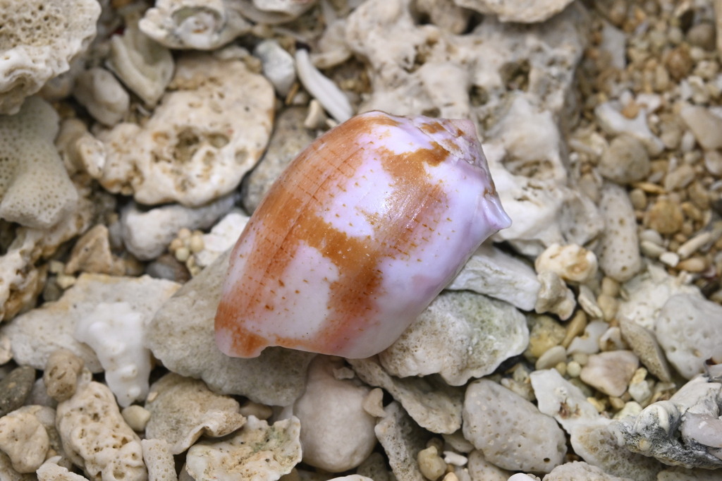 Tulip cone