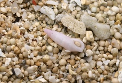 ハナマツムシ