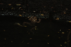 Lithobates magnaocularis