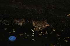 Lithobates magnaocularis