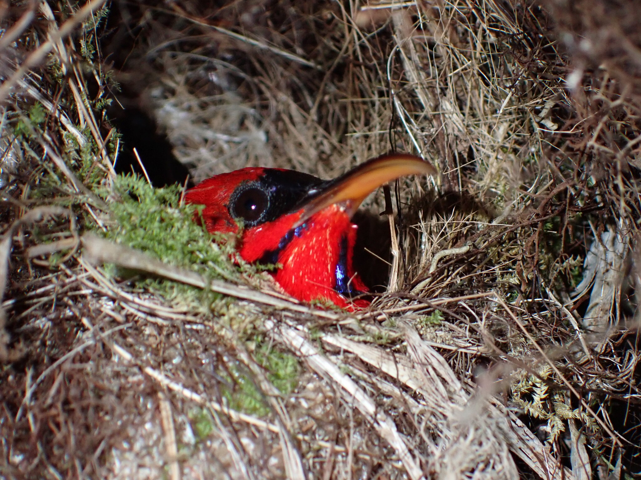Magnificent Sunbird (Aethopyga magnifica), photo 2