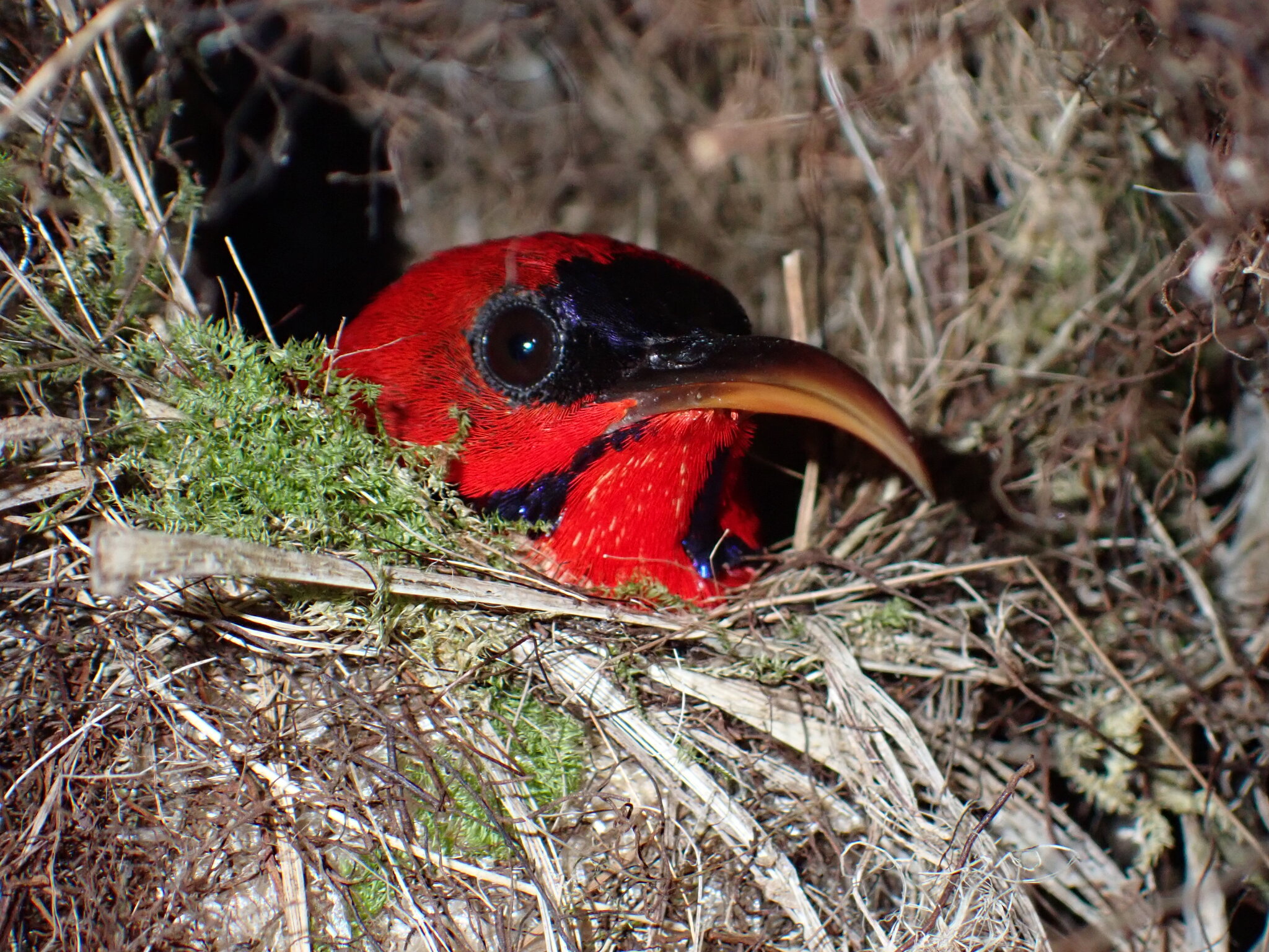 Magnificent Sunbird (Aethopyga magnifica), photo 7