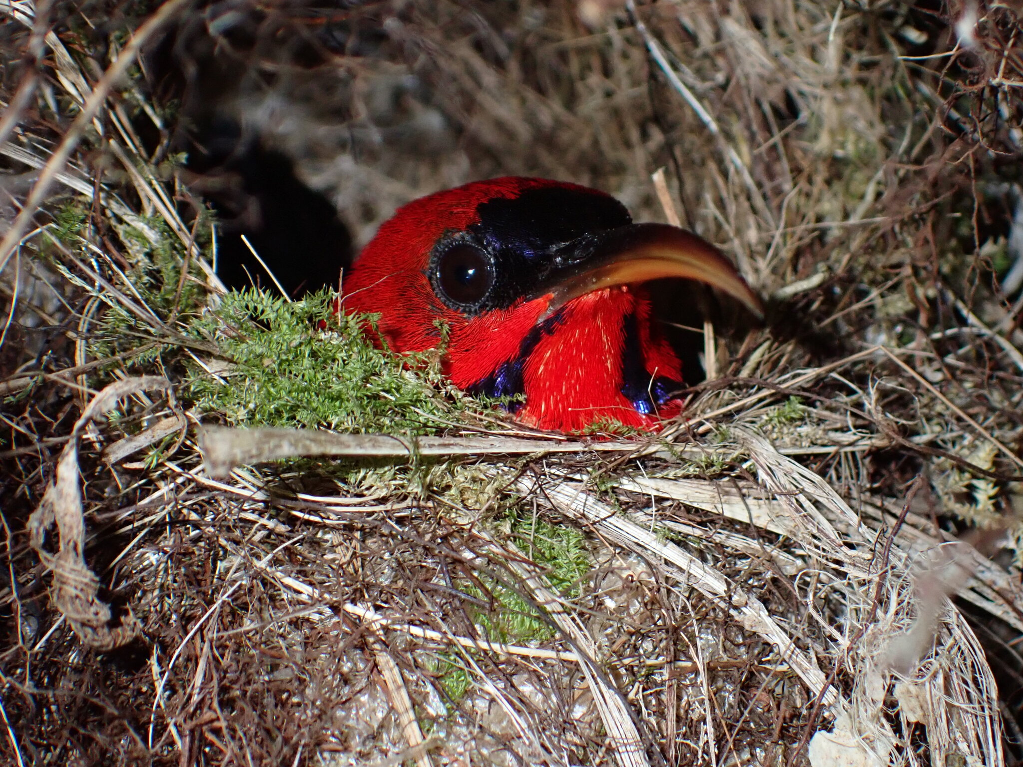 Magnificent Sunbird (Aethopyga magnifica), photo 6